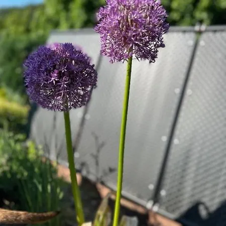 Daire Waldfrieden Mit Sauna *