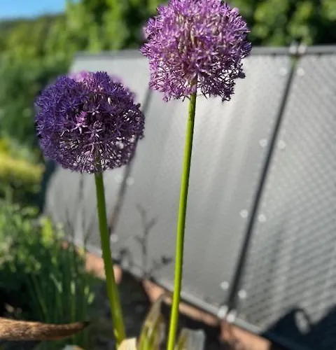 Daire Waldfrieden Mit Sauna *